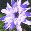 Fleur de Drôme provençale